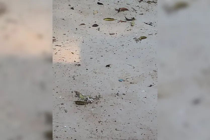 Formigas 'gigantes invadem' Apucarana e região; Entenda