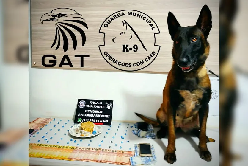 GAT apreende drogas com apoio da cadela Dara em Arapongas