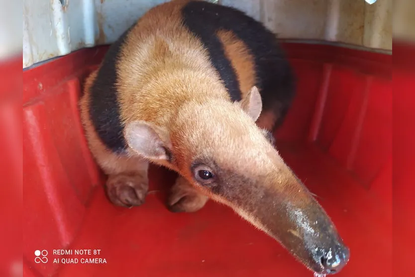 Guarda Municipal Ambiental atende 98 ocorrências por mês