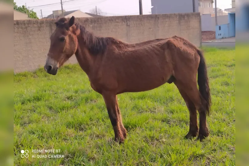 Guarda Municipal Ambiental atende 98 ocorrências por mês
