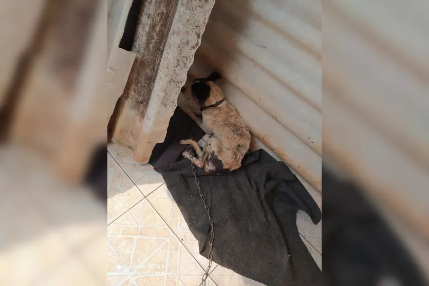 Guarda Municipal Ambiental atende 98 ocorrências por mês