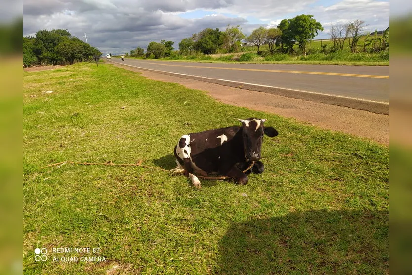 Guarda Municipal Ambiental atende 98 ocorrências por mês