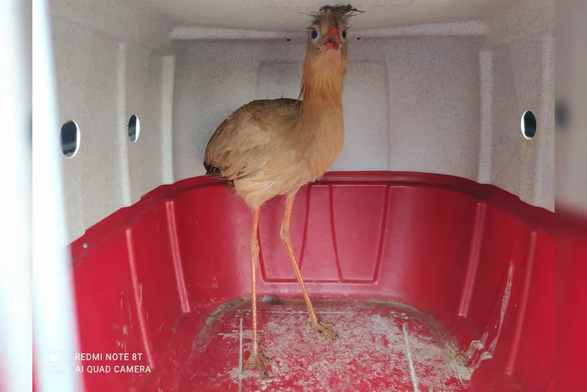 Guarda Municipal Ambiental atende 98 ocorrências por mês