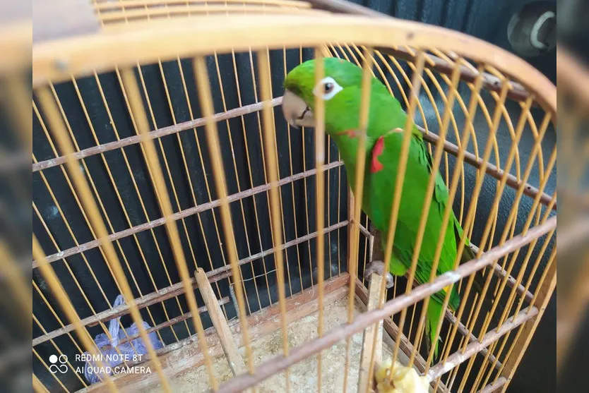 Guarda Municipal Ambiental atende 98 ocorrências por mês