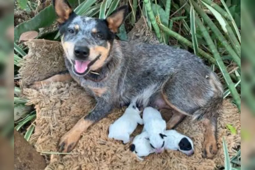 Homem mata cinco cães e envia cabeças à dona dos pets