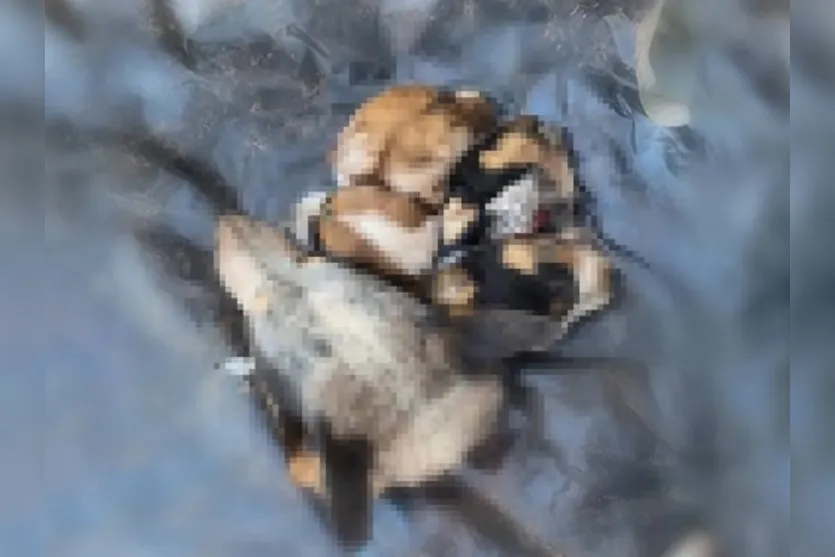 Homem mata cinco cães e envia cabeças à dona dos pets