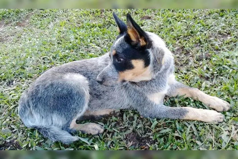 Homem mata cinco cães e envia cabeças à dona dos pets