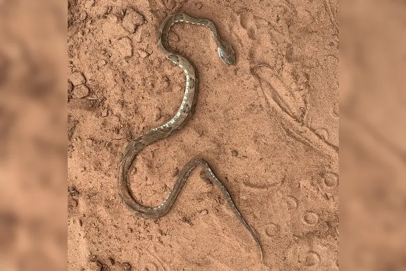 Homem pisa em cobra depois de levar mordida de cavalo