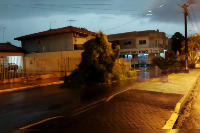  Houve queda de árvores em vários pontos da cidade 