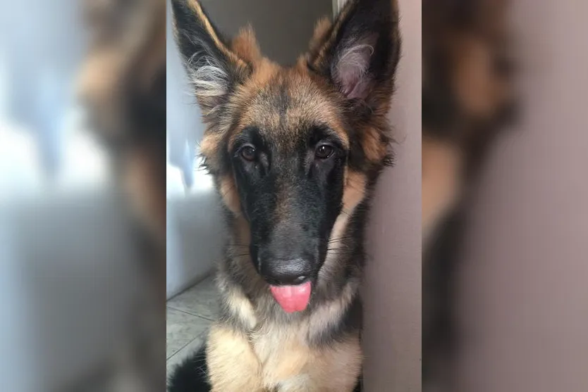 Idosa se salva de incêndio após ser 'avisada' por cadela