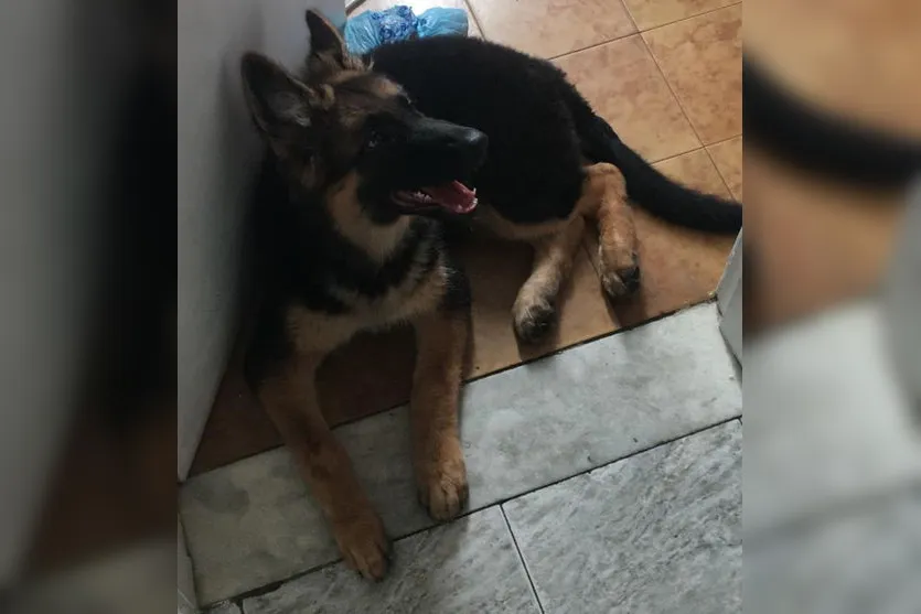 Idosa se salva de incêndio após ser 'avisada' por cadela