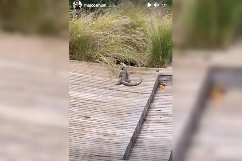 Jacaré invade casa de Mion e causa susto: “Olha o tamanho!”