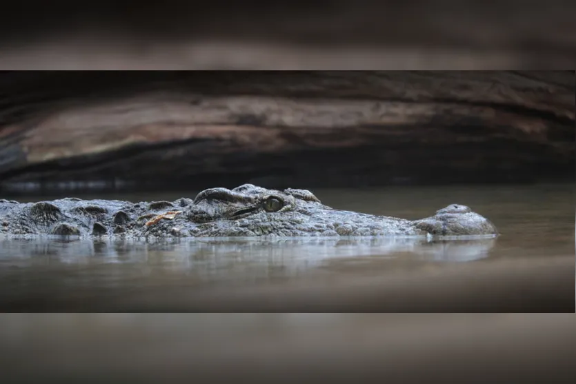 Jacarés encontrados mortos foram decapitados por pessoas