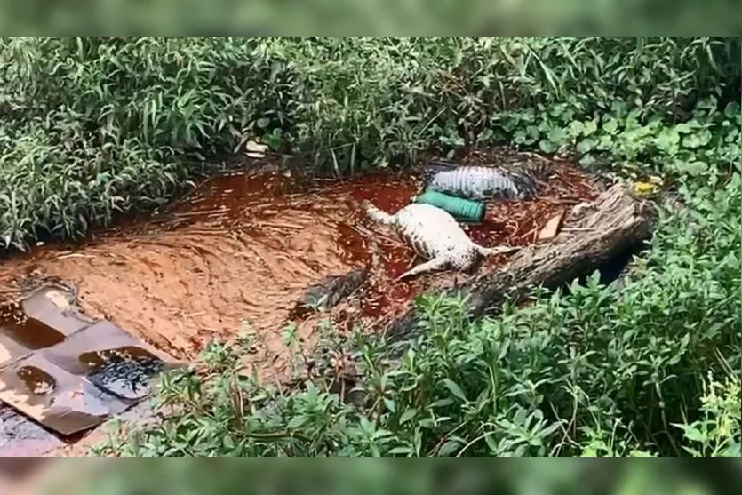 Jacarés encontrados mortos foram decapitados por pessoas