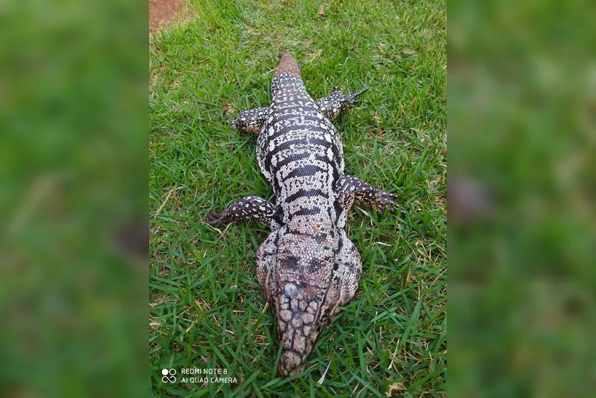 Lagarto ferido é resgatado perto de rodovia em Apucarana