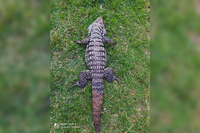 Lagarto ferido é resgatado perto de rodovia em Apucarana