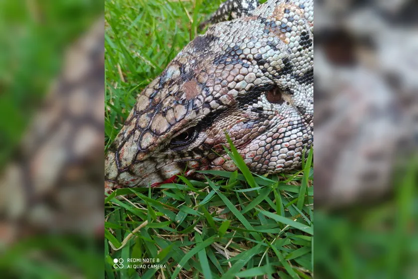 Lagarto ferido é resgatado perto de rodovia em Apucarana