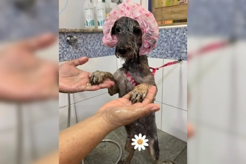  Margarida passa por tratamentos de pele e segue sendo assistida por veterinários, para chegar a uma recuperação completa, em Santos, SP 
