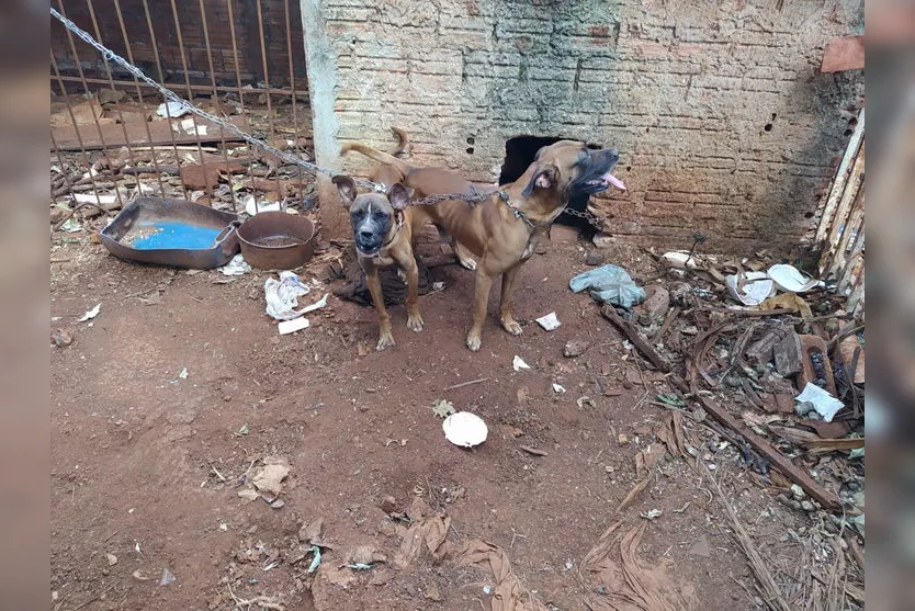 Maus-tratos: Cães são resgatados após denúncia em Apucarana