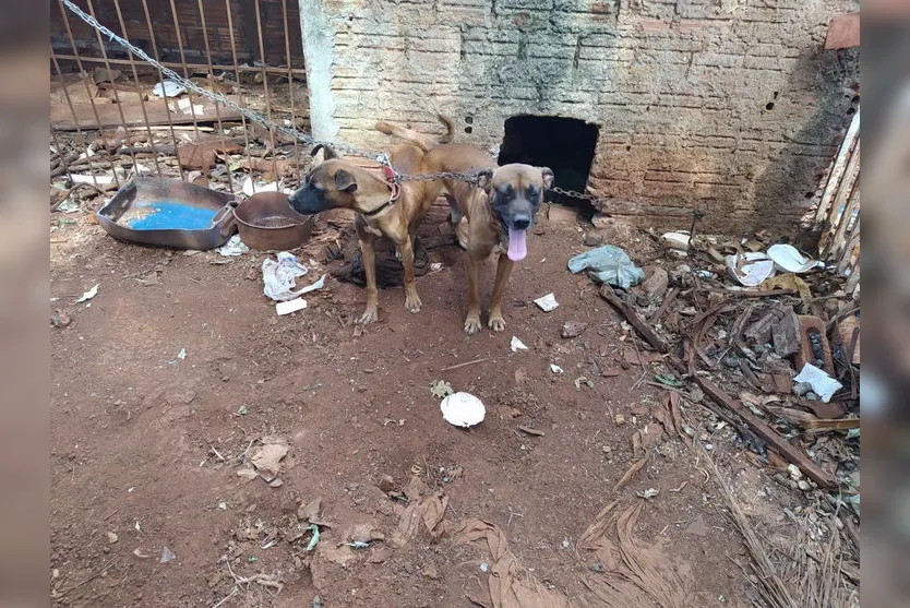 Maus-tratos: Cães são resgatados após denúncia em Apucarana