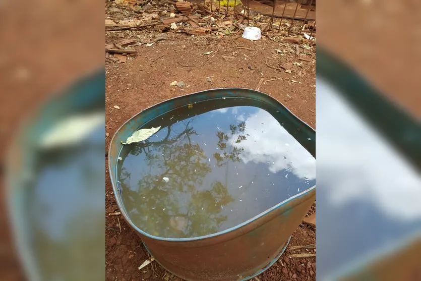 Maus-tratos: Cães são resgatados após denúncia em Apucarana