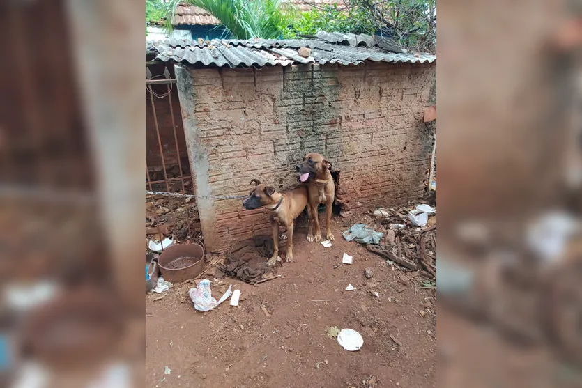 Maus-tratos: Cães são resgatados após denúncia em Apucarana