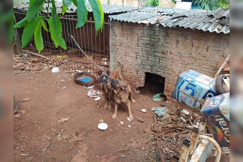 Maus-tratos: Cães são resgatados após denúncia em Apucarana