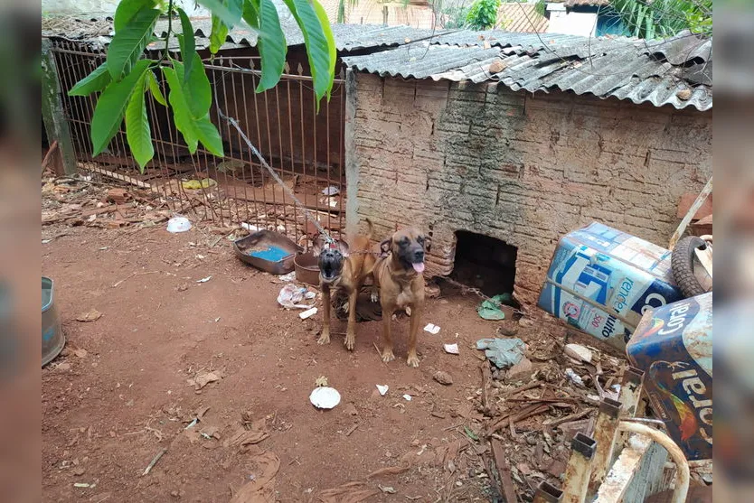 Maus-tratos: Cães são resgatados após denúncia em Apucarana