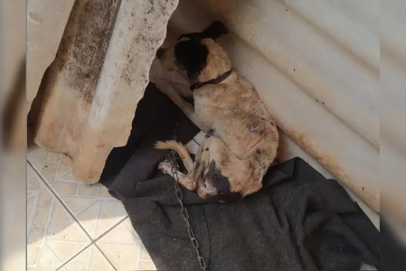 Maus-tratos: mulher recebe multa de quase R$4 mil