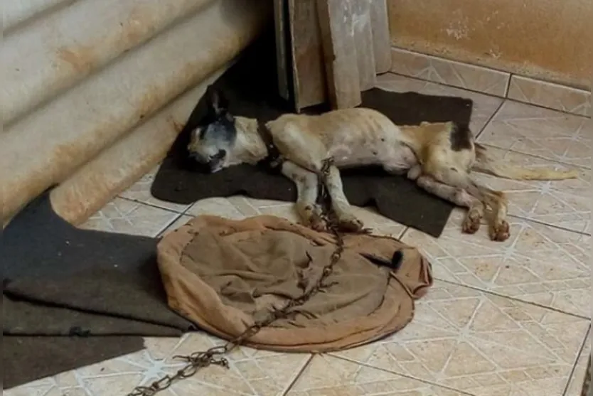 Maus-tratos: mulher recebe multa de quase R$4 mil