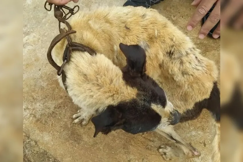 Maus-tratos: mulher recebe multa de quase R$4 mil