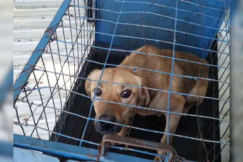 Morador muda de casa e abandona animais em Apucarana