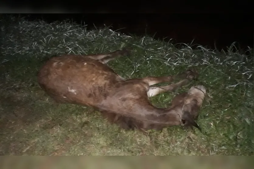 Motorista atropela e mata cavalo solto na PR-272 em Faxinal