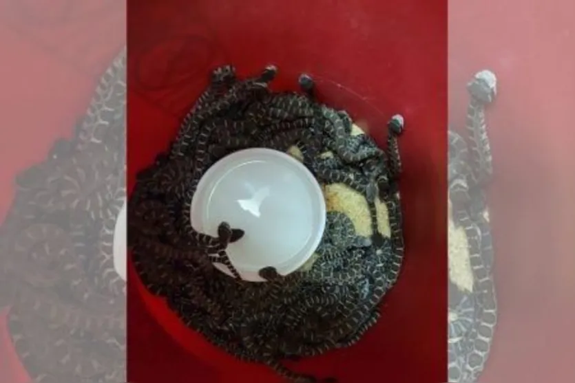 Mulher encontra ninho com quase 100 cobras embaixo da casa