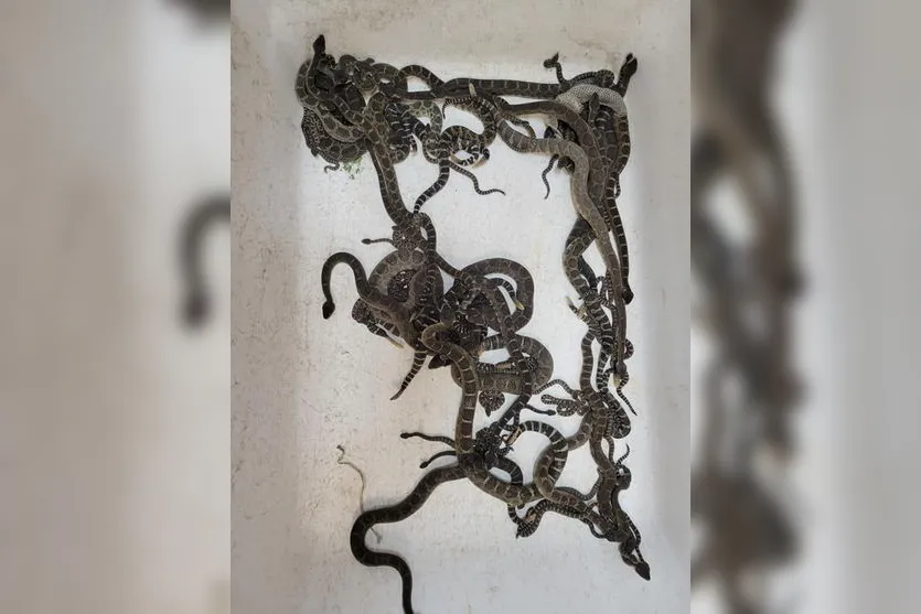 Mulher encontra ninho com quase 100 cobras embaixo da casa