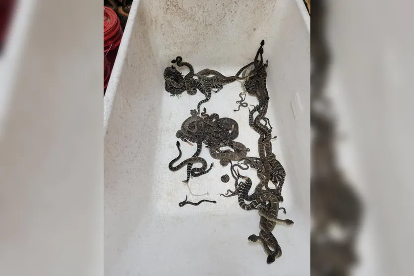 Mulher encontra ninho com quase 100 cobras embaixo da casa