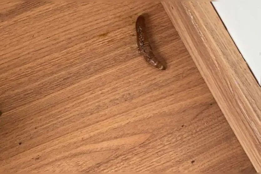 Mulher fica com pé roxo ao calçar tênis com piolho-de-cobra