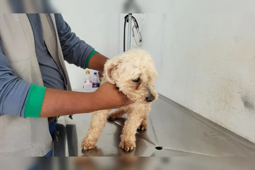 "O cão ficou 2 horas dentro do balde com água", diz delegada