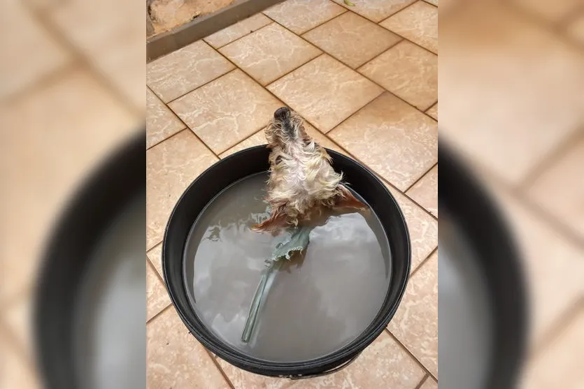 "O cão ficou 2 horas dentro do balde com água", diz delegada