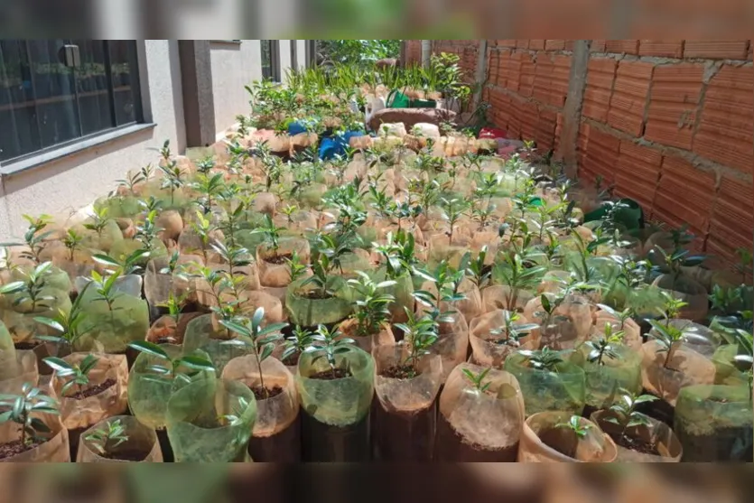 Paróquia entrega mudas e realiza coleta de óleo usado