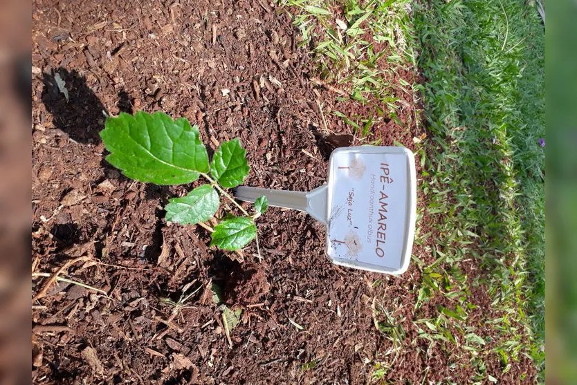 Poim e Adriana Gonçalves Preto fazem plantio de Ipê Amarelo