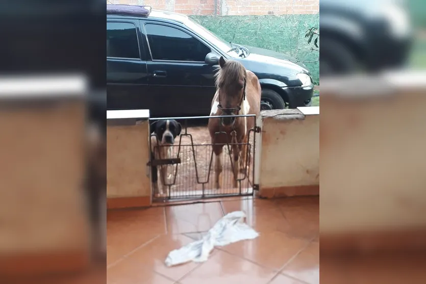 Pônei de Apucarana é encontrado amarrado em Arapongas