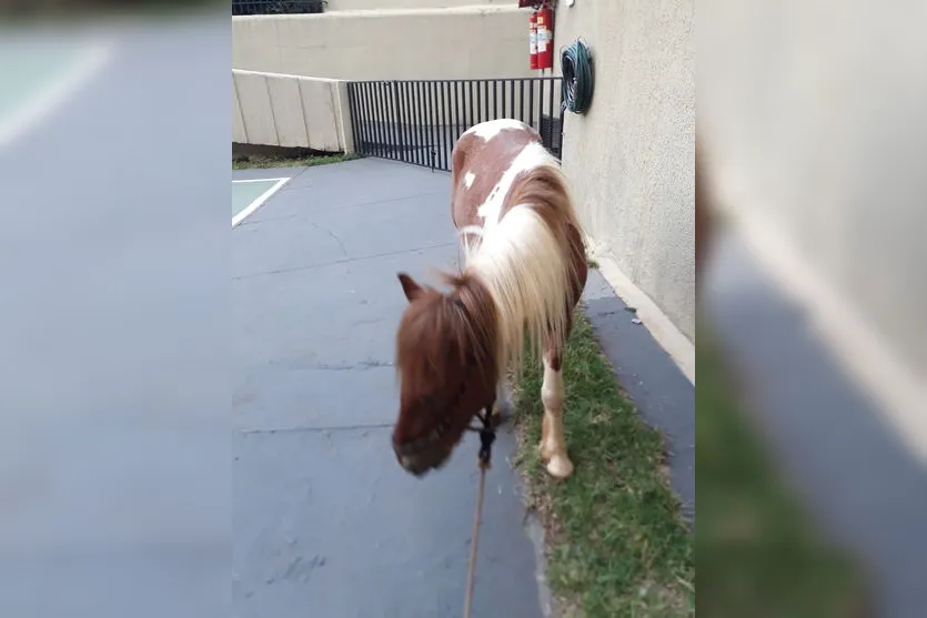 Pônei de Apucarana é encontrado amarrado em Arapongas