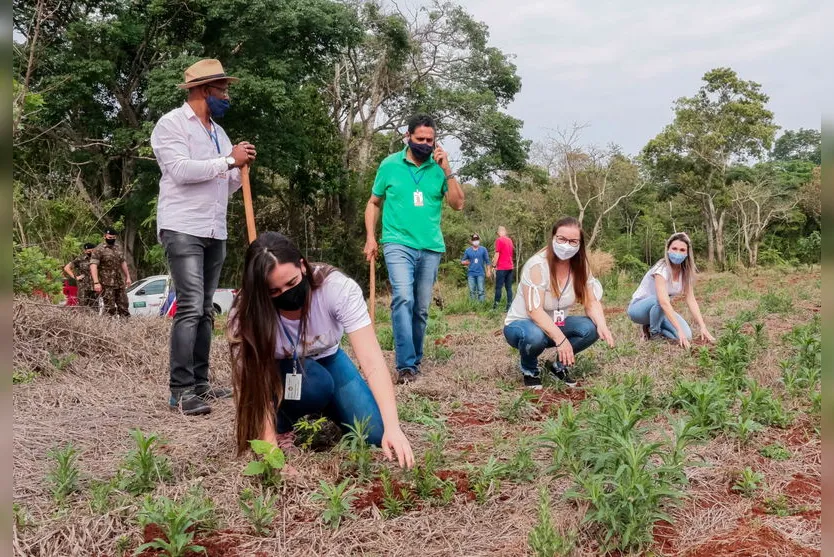 Prefeitura de Apucarana realiza o plantio de 1.300 árvores