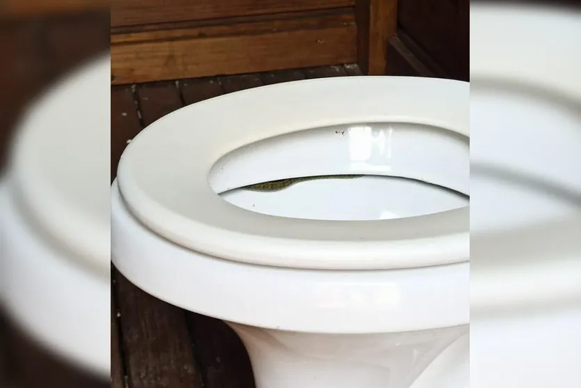 Proprietário de sítio acha cobra dentro de vaso sanitário