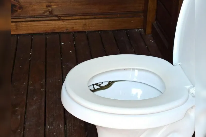 Proprietário de sítio acha cobra dentro de vaso sanitário