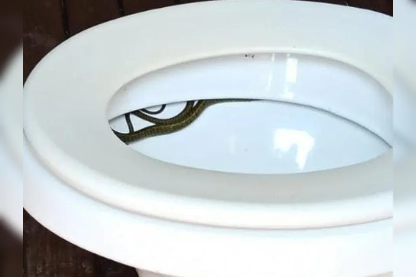 Proprietário de sítio acha cobra dentro de vaso sanitário