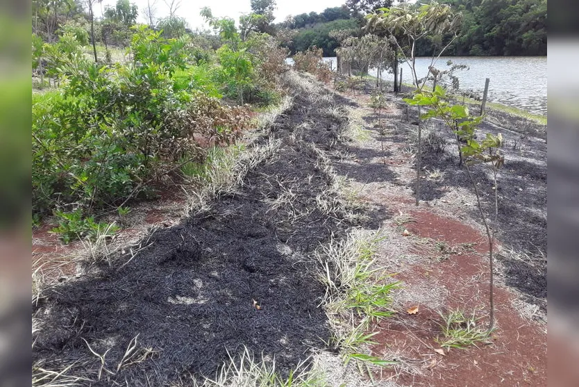 Queimada consome mais de 2.500 árvores do Parque da Raposa