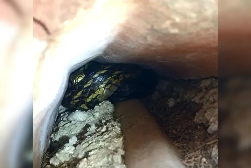 Susto: mulher encontra cobra de um metro ao ir tomar banho