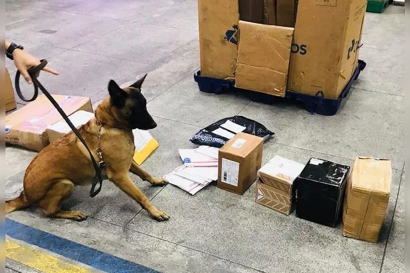 Traficantes tentam enganar cães farejadores embarcando droga